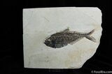 / Inch Diplomystus Fish Fossil ( Inch Layer) #269-1